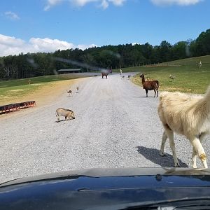 Virginia Safari Park - Warthog, llama