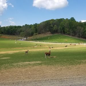 Virginia Safari Park - Llamas, eland, fallow deer, pigs; fenced area is camels
