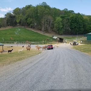 Virginia Safari Park - Llamas, eland, fallow deer, pigs; fenced area is camels