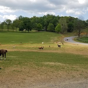 Virginia Safari Park - Gate in upper right separates entrance/exit area from rest of the safari