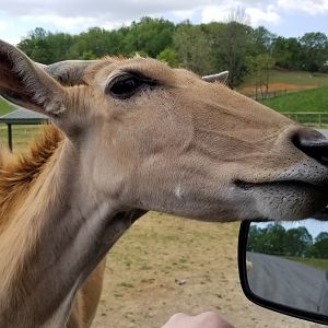 Virginia Safari Park - Eland