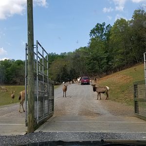 Virginia Safari Park - Entrance to main area of safari