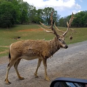 Virginia Safari Park - Pere David's Deer