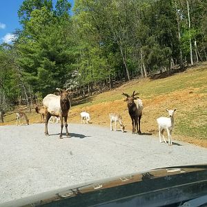 Virginia Safari Park - Elk, fallow deer