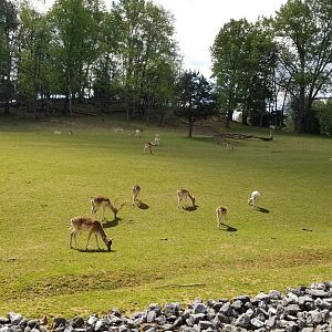 Virginia Safari Park - Elk, fallow deer, Pere David's deer