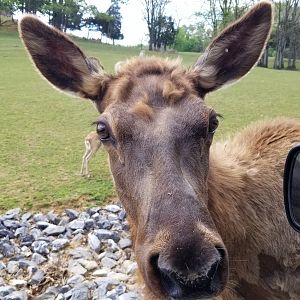 Virginia Safari Park - Elk