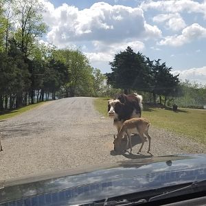 Virginia Safari Park - Yak, fallow deer, blackbuck