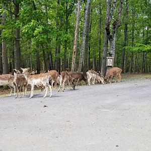 Virginia Safari Park - Fallow deer, chital