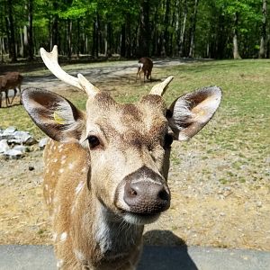 Virginia Safari Park - Chital