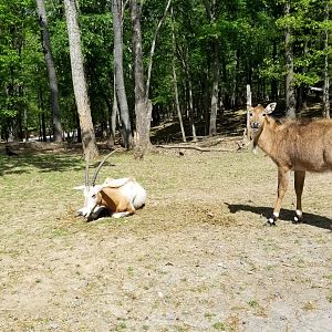 Virginia Safari Park - Nilgai, scimitar-horned oryx