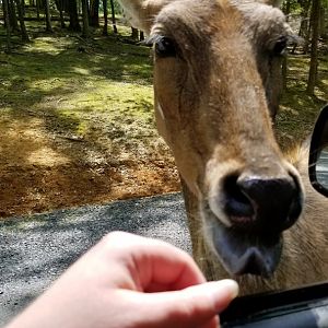 Virginia Safari Park - Nilgai kisses