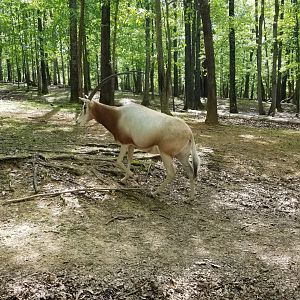 Virginia Safari Park - Scimitar-horned oryx