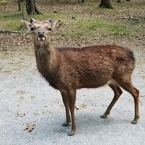 Virginia Safari Park - Sika deer