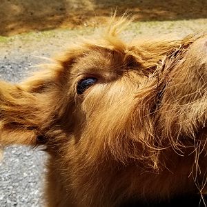 Virginia Safari Park - Scottish highland cattle