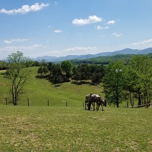 Virginia Safari Park - Blue wildebeest, view of Appalachian mountains