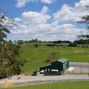 Virginia Safari Park - Giraffe barn, cheetah breeding area