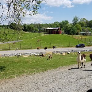 Virginia Safari Park - Safari entrance, giraffe feeding platform