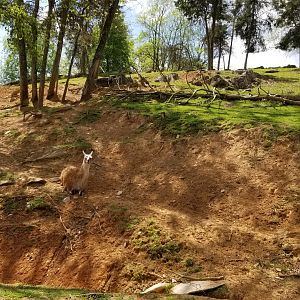 Virginia Safari Park - Llama