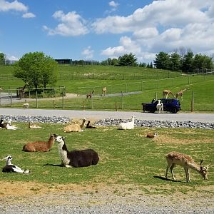 Virginia Safari Park - Llamas, giraffes