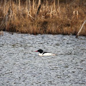 Common Merganser  - Alaska