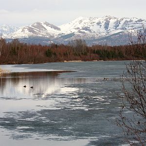 Mallards and Red-necked Grebes - Alaska