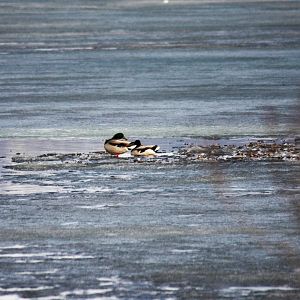 Mallards - Alaska