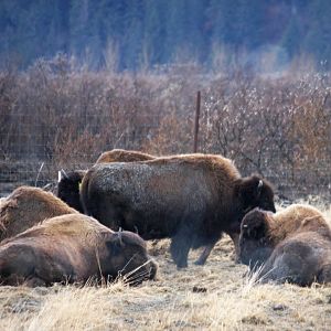 Wood Bison