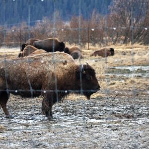 Wood Bison