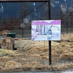 Sitka Blacktailed Deer Exhibit
