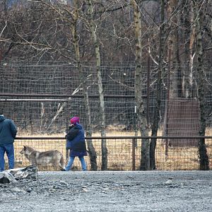 Grey Wolf Exhibit
