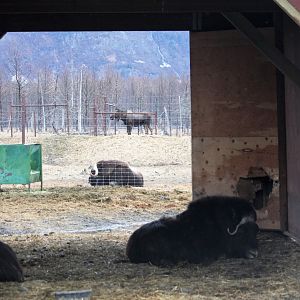 Muskox and Moose