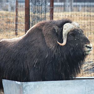 Muskox