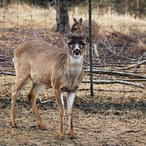 Sitka Blacktailed Deer