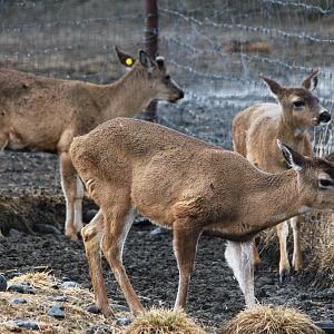 Sitka Blacktailed Deer