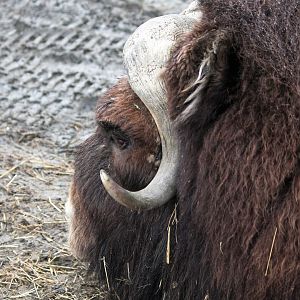 Muskox