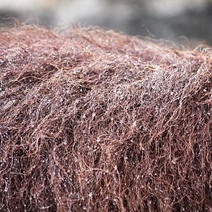 Muskox wicked with rain