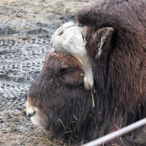 Muskox