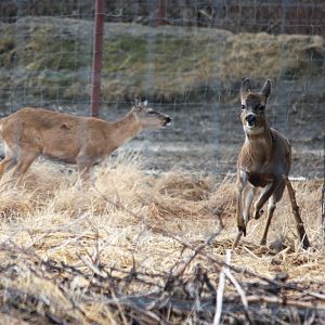 Sitka Blacktailed Deer
