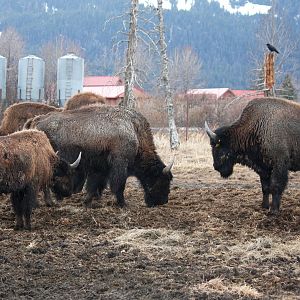 Wood Bison