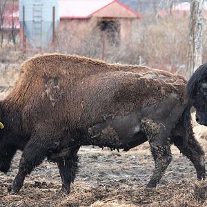 Wood Bison
