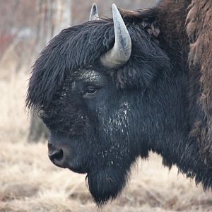 Wood Bison