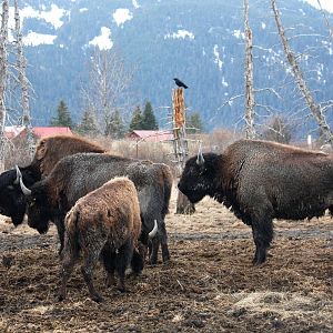 Wood Bison and Common Raven