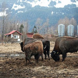 Wood Bison