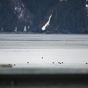 Bald Eagles on the Turnagain Arm - Alaska