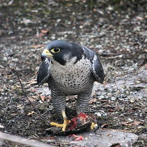 Peregrine Falcon