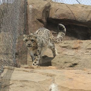 Snow Leopard
