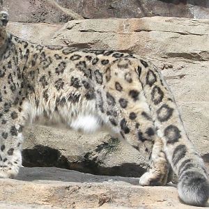 Snow Leopard