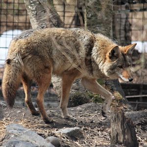 Coyote