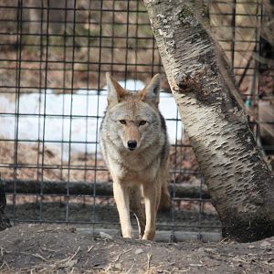 Coyote