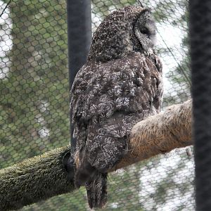 Great Gray Owl